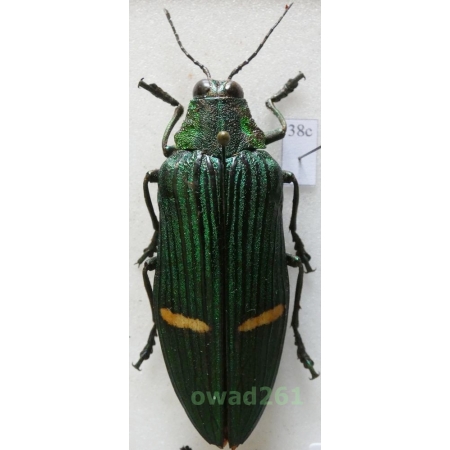 Catoxantha opulenta (Gory, 1832) 55mm Malaysia38c